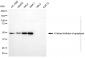 KD-Validated Anti-XIAP Mouse Monoclonal Antibody